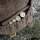 WALDKAUZ Rucksack Capreolus